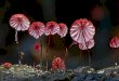 Photographer Stephen Axford: Micro fungi of Australia