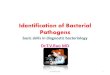 Identification of bacterial pathogens