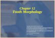 Tooth Morphology