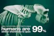 Human Is 99% Chimpanzee