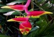 Parrot beak flower by Cohen and Lucas