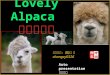 Lovely alpaca (可愛的羊駝)