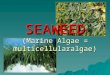 Presentation Mar 410 Seaweed