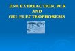 DNA Ext, PCR, Gel Electrophoresis... 30-09-10
