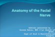 Anatomy of the Facial Nerve