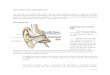 Outer Ear Infections