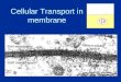 Transport Membran Sel