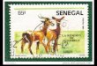 857 senegal-animals