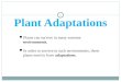 Adaptasi tanaman