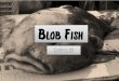 Grade 6 ISI: The Blobfish