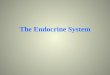 Introduction to Endocrine System