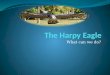 The Harpy Eagle Power Point