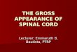 The Gross Appearance of Spinal Cord-lec by Emma