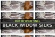 Black Widow Silks 12th July 2013