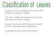 Classification Of Leaves