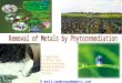 Removal of Metals by Phytoremediation