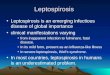 Leptospirosis, Brecellosis,  meningococcemia