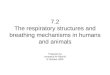7.2 the Respiratory Structre