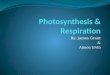 Photosynthesis to Respiration