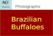 Brazilian Buffaloes