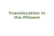 6-Translocation in the Phloem