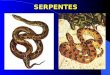 Biologia PPT - Serpentes