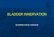 Bladder Innervation