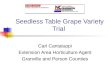 Seedless Table Grape Variety Trial
