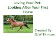Loving Your Pet: Looking After Your First Horse