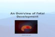 An Overview Of Fetal Development