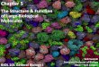 BIOL 101 Chp 5: The Structure and Function of Large Biological Molecules