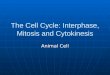 The Cell Cycle Animal Short