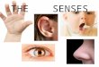 The    senses (8)