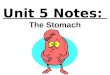 Anatomy unit 4 digestive and excretory systems stomach notes