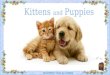 Kittens and Puppies