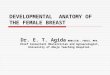 Development anatomy of the female breast