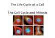 Mitosis introduction