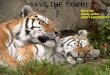 save the tiger!