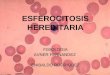 esferocitosis-hereditaria (1)