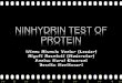 Ninhydrid test of protein