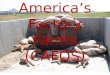 America’s factory farms (cafos)