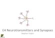 E4 Neurotransmitters And Synapses
