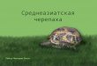 Презентация: среднеазиатская черепаха