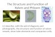 Transport in plants 2 xylem and phloem structure