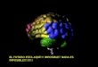 El cerebro como matriz de aprendizaje