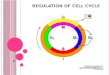 Cell cycle presentation by Salman Ul Islam