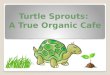 Turtlesprouts updated ppt