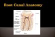 Root canal anatomy and access cavities