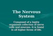 Nerves and synapses