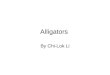 Alligators by Chilok